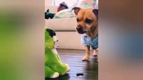 Cute_and_Funny_Cat_and_Dog_Videos_Compilation_#short