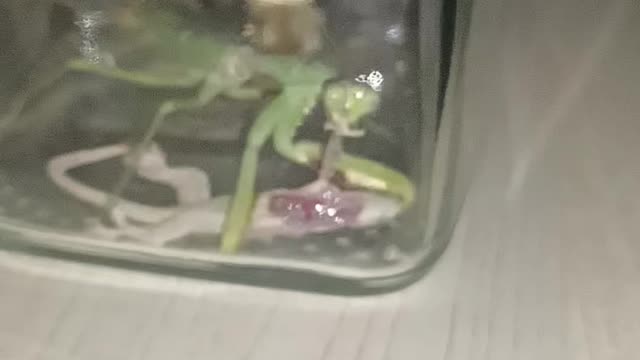 Praying mantis vs Lizard