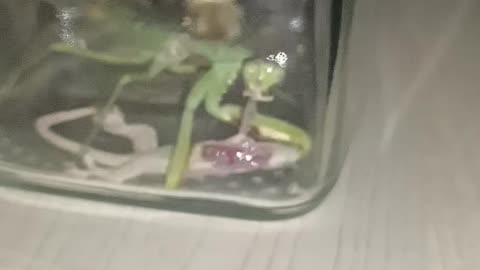 Praying mantis vs Lizard