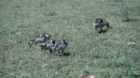 Little ducks eating grass in Addo Elephant National Park South Africa