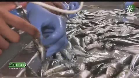 🚨⚠️🚨They Vax 20,000 fish per day in Spain. Read carefully where you’re getting your fish. 🔥🔥🔥