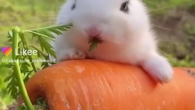 Rabbit eating carrot's green leaves