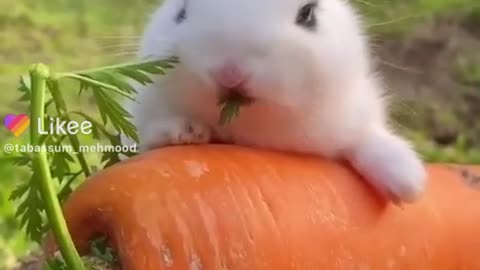 Rabbit eating carrot's green leaves