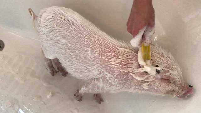 Little Piggy Loves Getting Scrubbed In The Bath