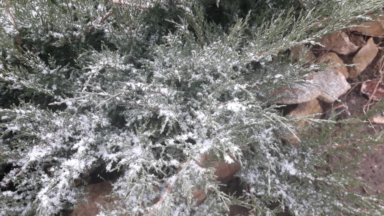 Juniper in the snow