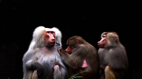 It is a must to watch the poor monkey with his mother
