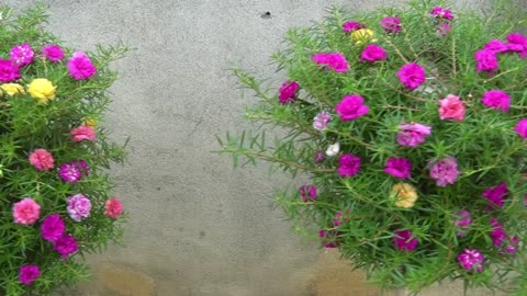 Vertical garden for homes