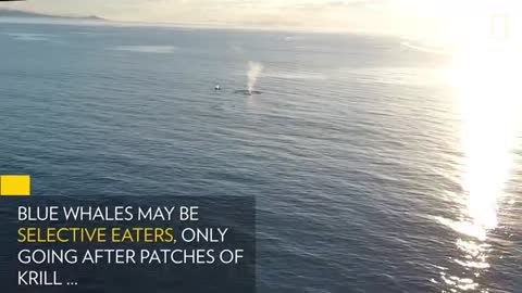 Blue whale lunge for dinner in Beautiful Drone footage