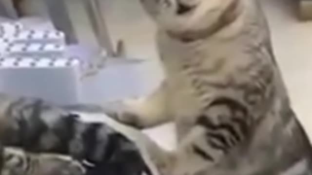 OMG This cat is singing. Cutest cat Videos Compilation Cute moment of the cat 😸🐈
