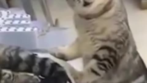 OMG This cat is singing. Cutest cat Videos Compilation Cute moment of the cat 😸🐈