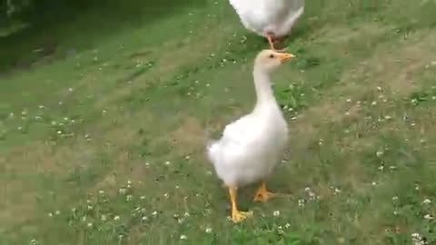 Happiness is a Gosling recognizing you, and running excitedly towards you. His name is Sam btw