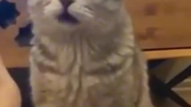 Funny cat reaction