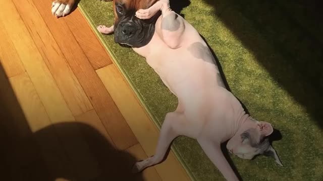 Hairless Cats Team Up To Annoy Their Favorite Dog | The Dodo Odd Couples