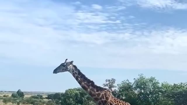 Animal funny video