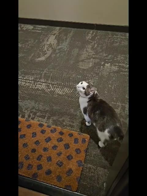 Smart Cat Nudges Door Open