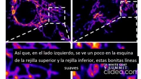 Conferencia Dr. Ryan Cole - Investigación Muertes por la Vacuna