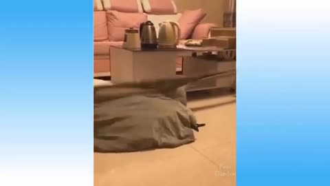 animals funny - moments