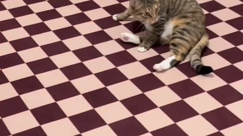 cat funny video