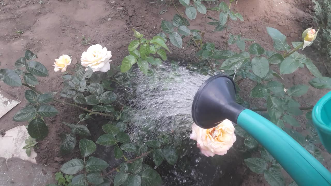 Watering a rose by hand