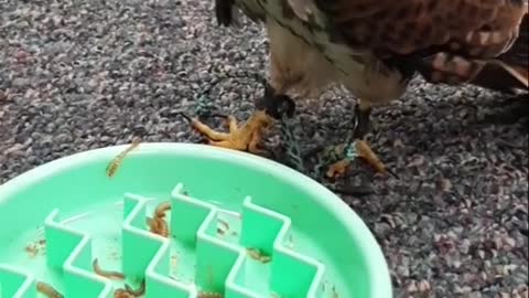 birds#birdsofprey