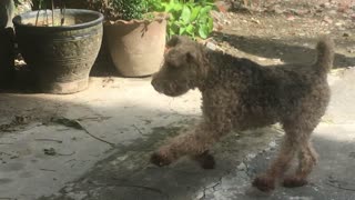 Oscar the Welsh Terrier Desperately Tries Tagging over Doberman