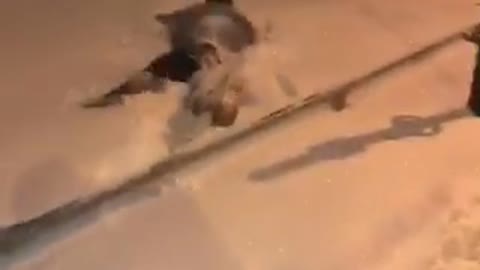 Guy blue jacket trips and falls into snow