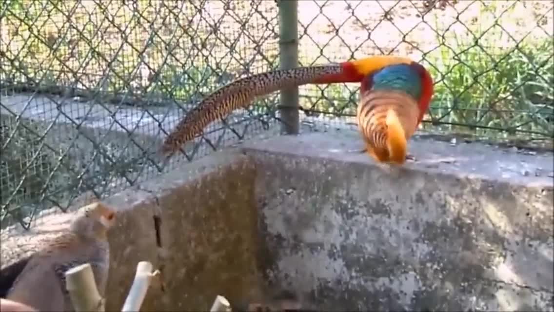 Beautiful Golden bird nice video