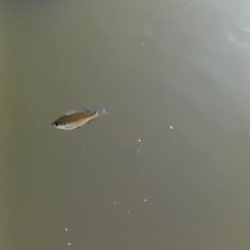 Small bluegill