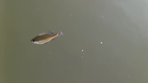 Small bluegill