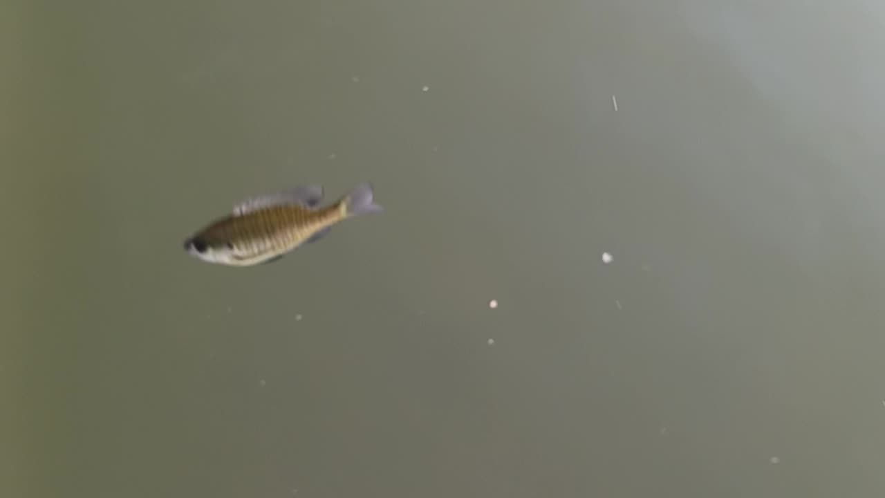 Small bluegill