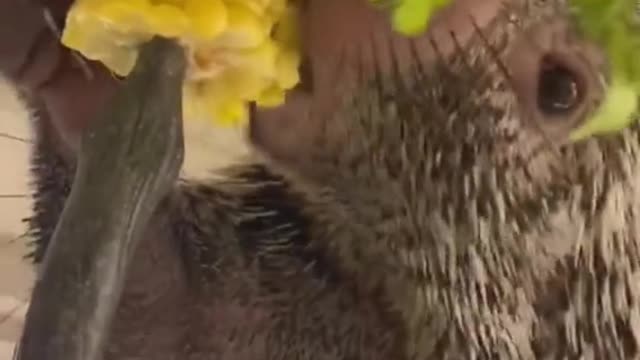 Rico the porcupine really likes