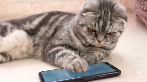 Lovely cat playing on smartphone