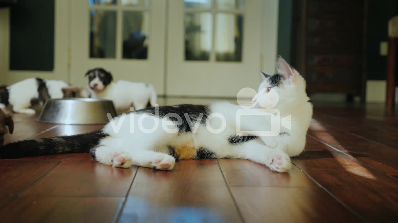 Watch how this cat plays with and feeds puppies