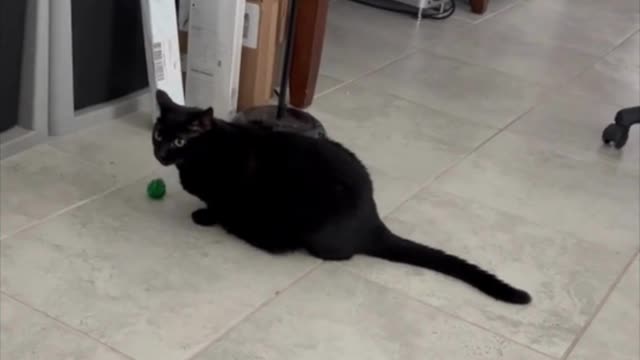 Adopting a Cat from a Shelter Vlog - Precious Piper with Her Favorite Toy #shorts