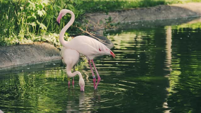 Flamingos dancing birds water flamingo