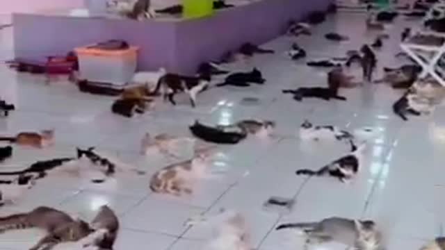 Funny Animals Video _ Cat Videos 🙄