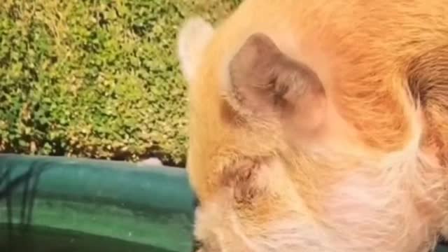 Pig series