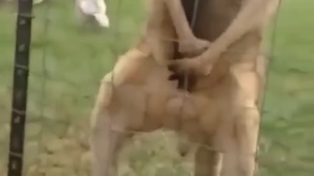 This kangaroo looks better than me