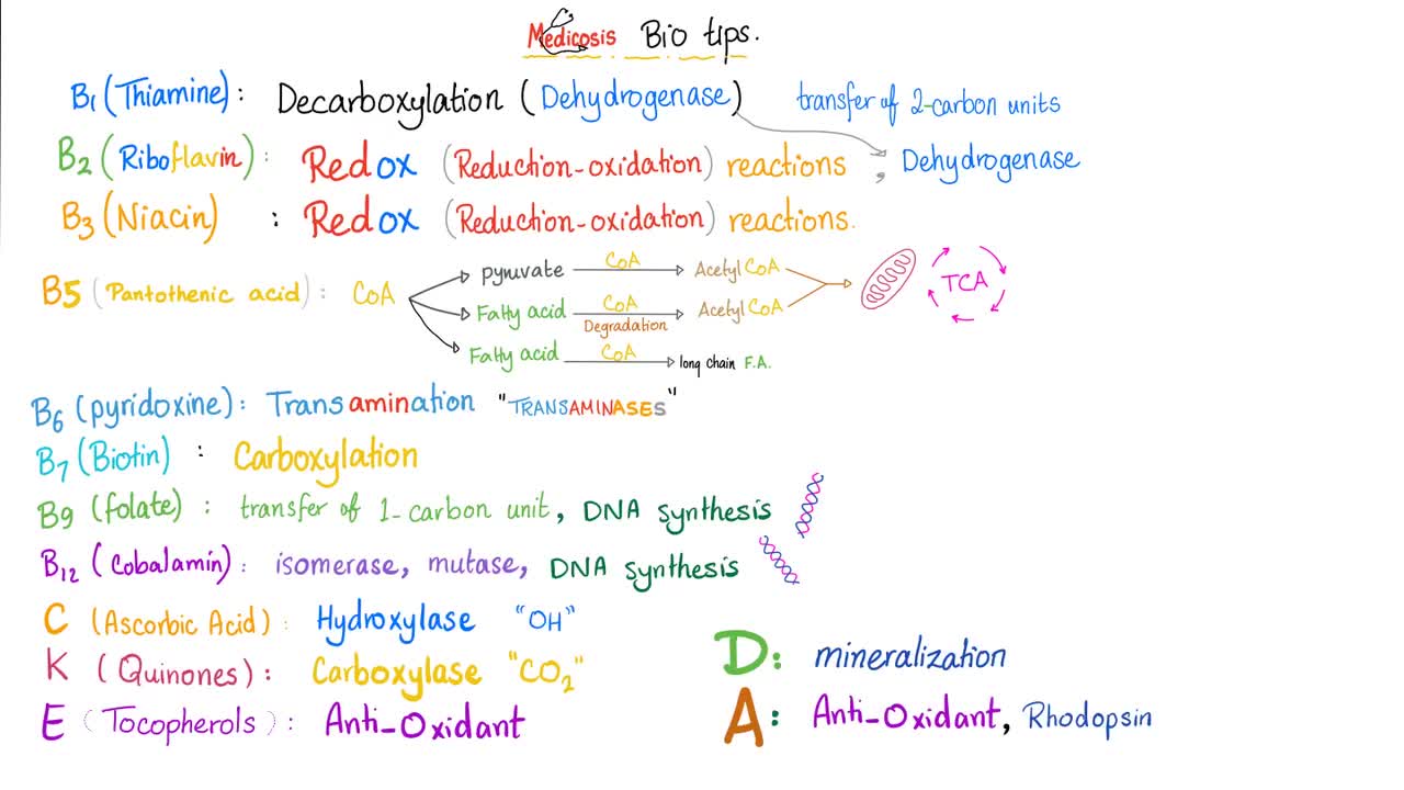 Vitamin A (Retinoids)