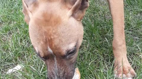 A hungry dog ​​eats his food