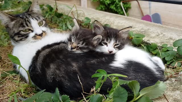 Cat Family That Sleeps Together