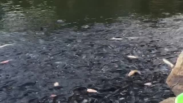 feeding the hungry black and white catfish