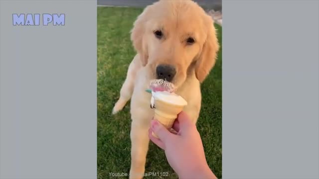 When Golden Retriever Puppy Tries Ice cream for First Time - Mobeen The Relaxed Guy