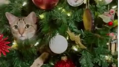 The main Christmas tree toy ! Funny videos cats#shorts