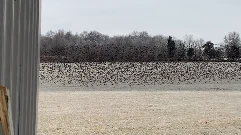 Starlings in the field