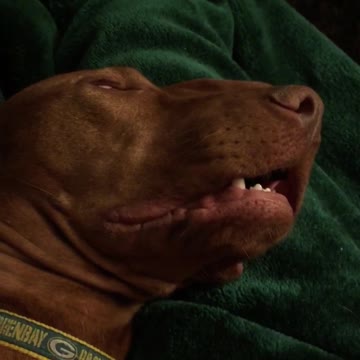 Owner Teases Sleeping Dog Who Won't Wake Up