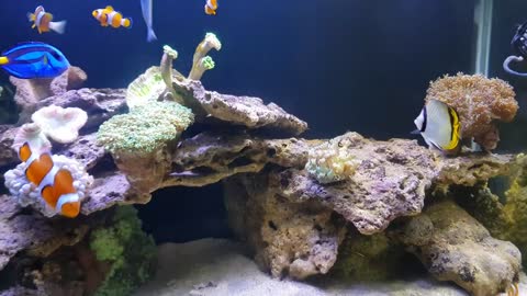 AQUASCAPE SEA WATER