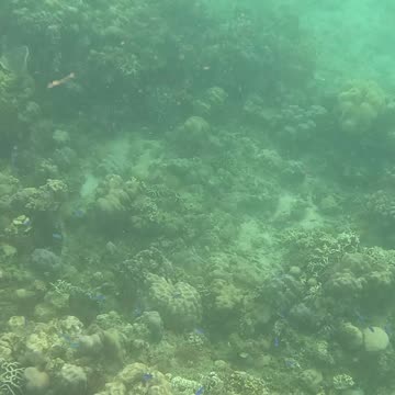 🌊 Dive into Adventure: Snorkeling Bliss Awaits! 🐠