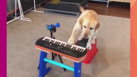 TALENTED POOCH PLAYS MUSICAL INSTRUMENT