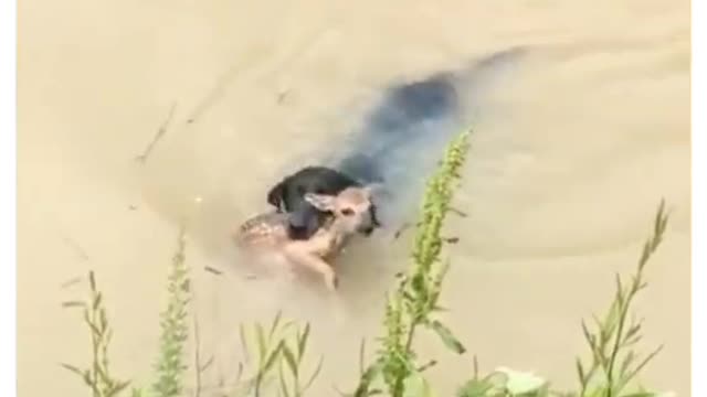 Smart Dog Help Deer in The River 🐐 #shorts